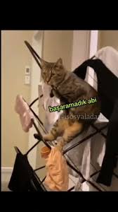 patimtirak orijinal ses hayvanlar mutlu olmak mutlu