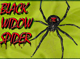 Black widow spiders are found across the u.s and canada, and in other temperate regions around the world. How To Kill Black Widow Spiders Hubpages