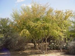 Image result for Acacia borleae