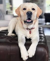 labrador retriever on instagram yes i know i m not supposed to be on the furniture but i m so cute labrador retriever labrador black labrador dog