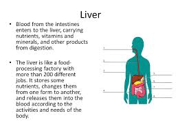 It is located between the liver and the duodenum and connected to them by the biliary tract. Functions Of Liver Pancreas And Gallbladder The Digestive System The Digestive Tract Is A Series Of Hollow Organs Joined In A Tube From The Mouth To Ppt Download