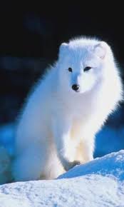 Arctic Fox Wallpapers Amazon Com Appstore For Android