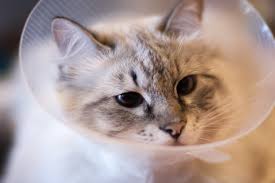 For a common cold, ask your vet for cold medicine. Cat Flu Why Is My Cat Sneezing What Is Calicivirus In Cats