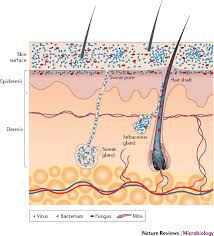 The Skin Microbiome Nature Reviews Microbiology