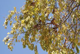 Image result for Erythrophleum africanum