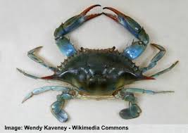 The crab and deep crab represent important overbought and oversold conditions, and reaction after completion is mostly sharp and fast. Types Of Crabs Varieties From Around The World With Pictures