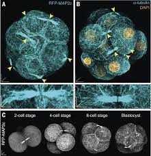 Hatcheries over 5 different continents have been adopting live embryo. A Microtubule Organizing Center Directing Intracellular Transport In The Early Mouse Embryo Science
