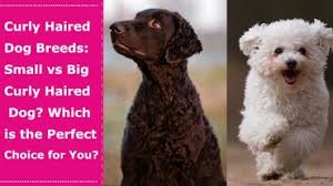 The curly haired dog breeds are few in number, but you'll recognize them. Dog Related Things Tips And Guides Petxu Blog Site Part 9 Petxu