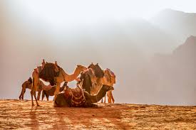 I think that dream should do a face reveal video wearing a smiley face mask, and he just keeps taking off the masks to reveal more underneath. Dream Meaning Of Camel Dream Interpretations Dictionary