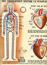 Brain structures (labeled) cell (animal) cranial nerves of the brain; Cardiovascular System Quotes Quotesgram