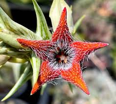 Image result for Orbea knobelii