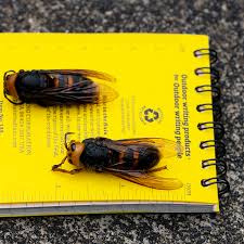 If you have a real problem with bumble bees and need to kill the bees, make sure you do it after sundown when all the bees are in the nest. Murder Hornets Vs Honeybees A Swarm Of Bees Can Cook Invaders Alive The New York Times