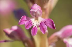 Image result for Satyrium