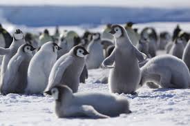 1577, in the meaning defined above. Enso And Antarctica And Penguins Noaa Climate Gov