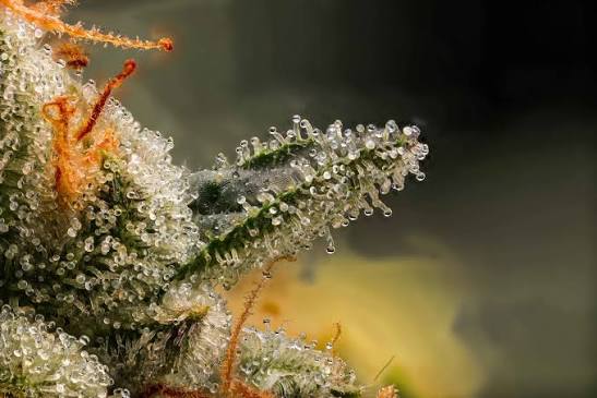 Têtes de chanvre Gorilla Glue CBD séchées avec trichomes visibles et pistils oranges