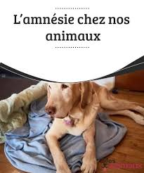 L Amnesie Chez Nos Animaux My Animals Animaux Chien Education Canine