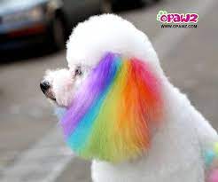 There are lots of ways to safely dye your dog's hair. Motionless Accessories Dog Diy Animals Dogsofhooplaha Dogcollarproducts Dog Dye Dog Hair Dye Puppy Grooming