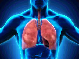 Image result for Respiratory System