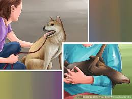 Check spelling or type a new query. How To Help Your Dog Through A Stroke Mintbowl Dog Wheelchair India Handicap Paralyzed Disabled Dogs Cats Labrador German Shepherd Pomeranian Pug Dachshund Wheelchair Dog Wheelchairs India