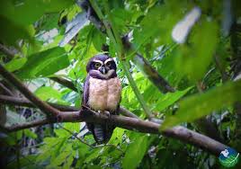 Corcovado national park hike about corcovado national park. Corcovado Nationalpark Der Nationalpark Der Halbinsel Osa