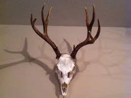 Diy Low Cost European Deer Skull Mount Deer Skulls Deer Skull Mount Deer Antler Decor