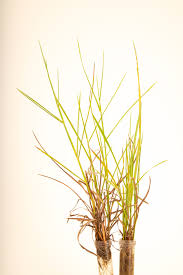 Image result for Schizachyrium sanguineum