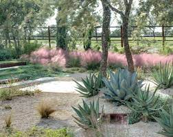 Wrap the root mass in a moist towel until ready to replant in ground or pots. Pink Grasses 10 Ideas For Muhlenbergia In A Landscape Gardenista