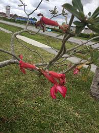 Very popular in southern highland areas, where the cold winters and warm to hot and humid summers suit it, the dogwood has to be one. South Florida Usa Pretty Red Flowers Whatsthisplant
