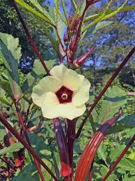 Thin to 1 foot apart; I Love Red Burgundy Okra Plants Gardenlady Com