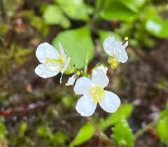 Image result for Arabis alpina