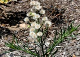 Image result for Erigeron bonariensis