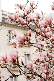 Paris Photography Pink Magnolia Trees In Paris Paris Home Etsy In 2021 Magnolia Blossom Magnolia Trees Springtime In Paris