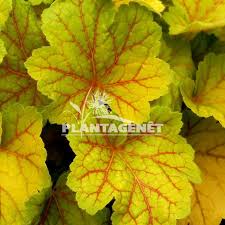 Heuchera Electra Heuchere Popularly, the heuchera also known as the purple bell; heuchera electra heuchere