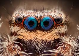Lots of animals have familiar eyes. See 15 Crazy Animal Eyes Rectangular Pupils To Wild Colors Live Science