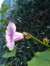 Image result for Ipomoea hochstetteri