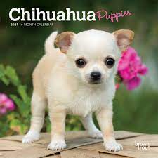 She's ten weeks old and ready to go to her new home. Chihuahua Puppies 2021 7 X 7 Inch Monthly Mini Wall Calendar Animals Small Dog Breeds Puppies Browntrout Publishers Inc Browntrout Publishers Editing Team Browntrout Publishers Design Team Browntrout Publishers Design Team 9781975421632 Amazon