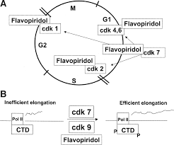 We did not find results for: Preclinical And Clinical Development Of The Cyclin Dependent Kinase Inhibitor Flavopiridol Clinical Cancer Research