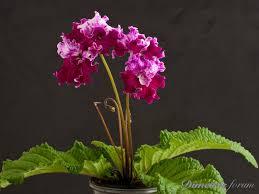 Image result for Streptocarpus sp.nov. aff. S. grandis