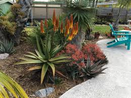 Image result for Aloe spicata