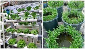 Untuk jenis sayuran yang cocok ditanam di lahan sempit, diantaranya adalah: Inilah Cara Berkebun Yang Efektif Untuk Penuhi Kebutuhan Pangan Di Tengah Wabah Covid 19 Boombastis