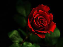 See more ideas about laptop wallpaper, laptop wallpaper desktop wallpapers, macbook wallpaper. Red Roses Wallpapers For Desktop Wallpaper Cave