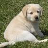 They produce lovely breeds for show and for loving families. 1