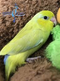 Maybe you would like to learn more about one of these? Baby Parrotlet For Sale