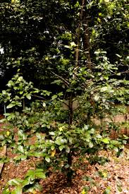 Image result for Ochna kirkii