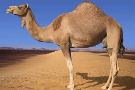 How long you can survive without water also depends on how much total body water content you have. Camels Can Live Up To Six Months Trivia Answers Quizzclub