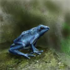 Maybe you would like to learn more about one of these? Blue Poison Dart Frog Drawing