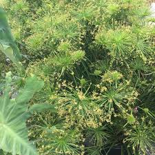 Image result for Cyperus phillipsiae