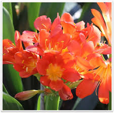 Image result for clivia