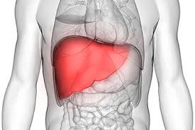 The liver has structural characteristics that are not found in any other internal organ of the human body. Liver And Intrahepatic Bile Duct Cancer United States 2006 2015 Cdc