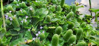 Image result for Nelsonia